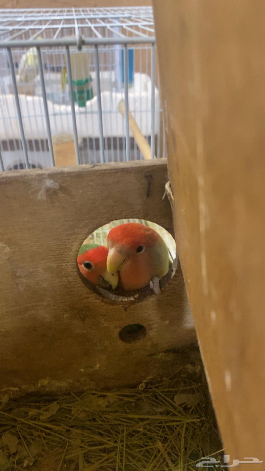 Daily Walnut64671440620673110