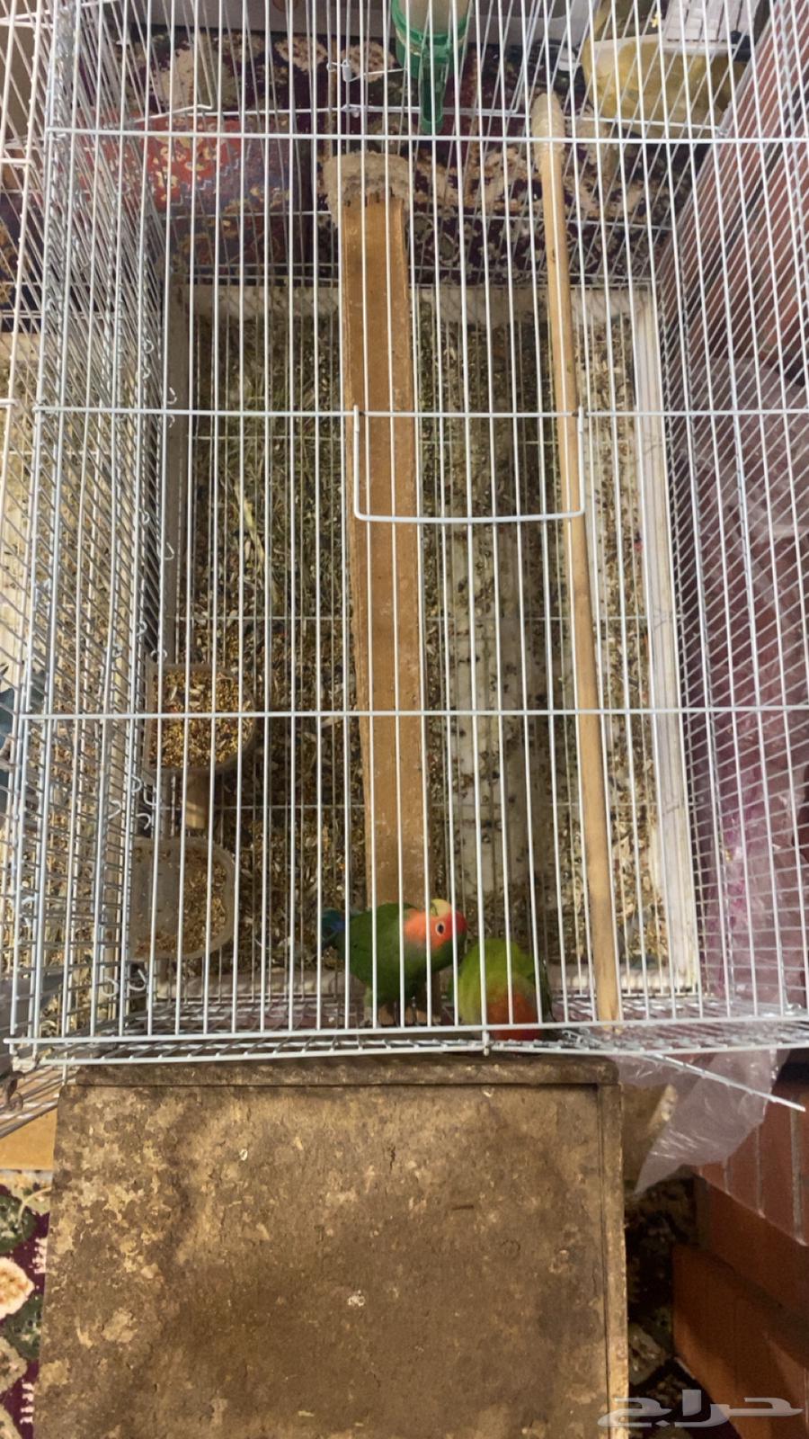 Daily Walnut64671440620673112