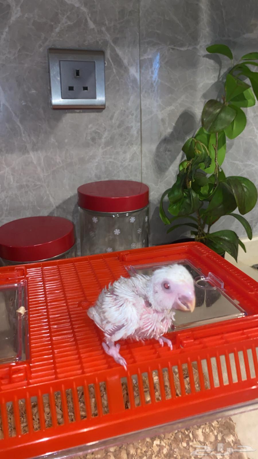 فرخ روز البينو64668143222657112