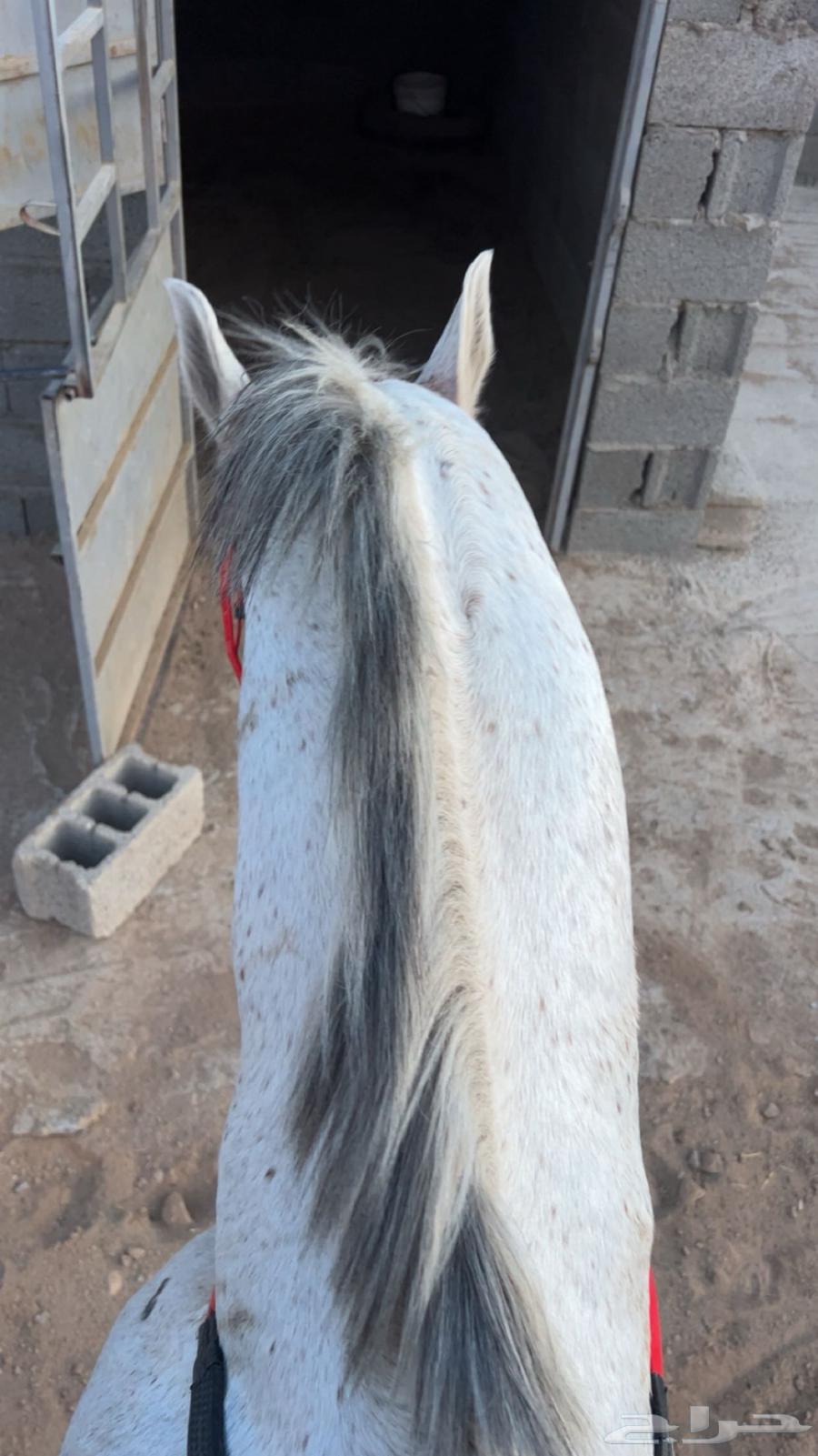 حصان شعبي64675649747713114