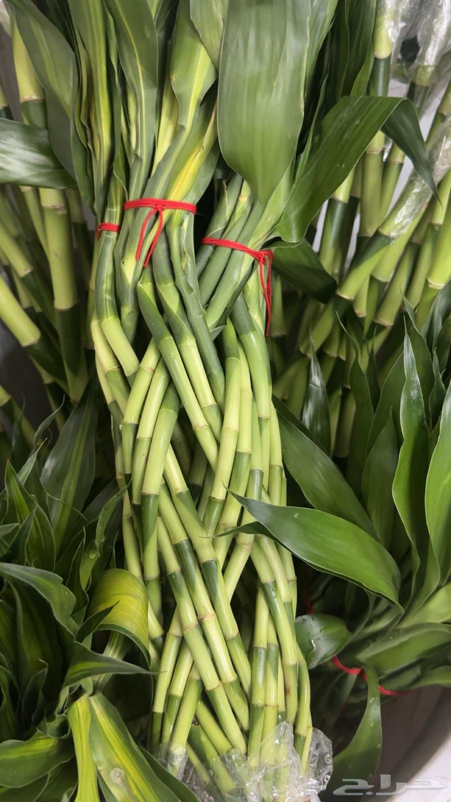 بامبو64675045929089111