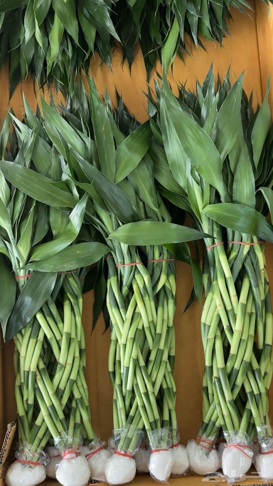 بامبو64675045929089113