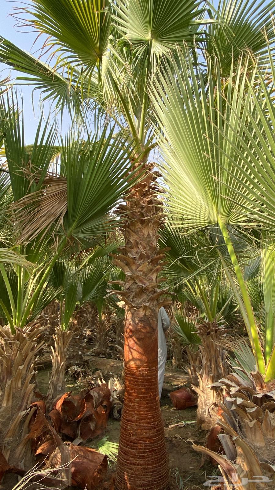 نخل واشنطن64168047768705111