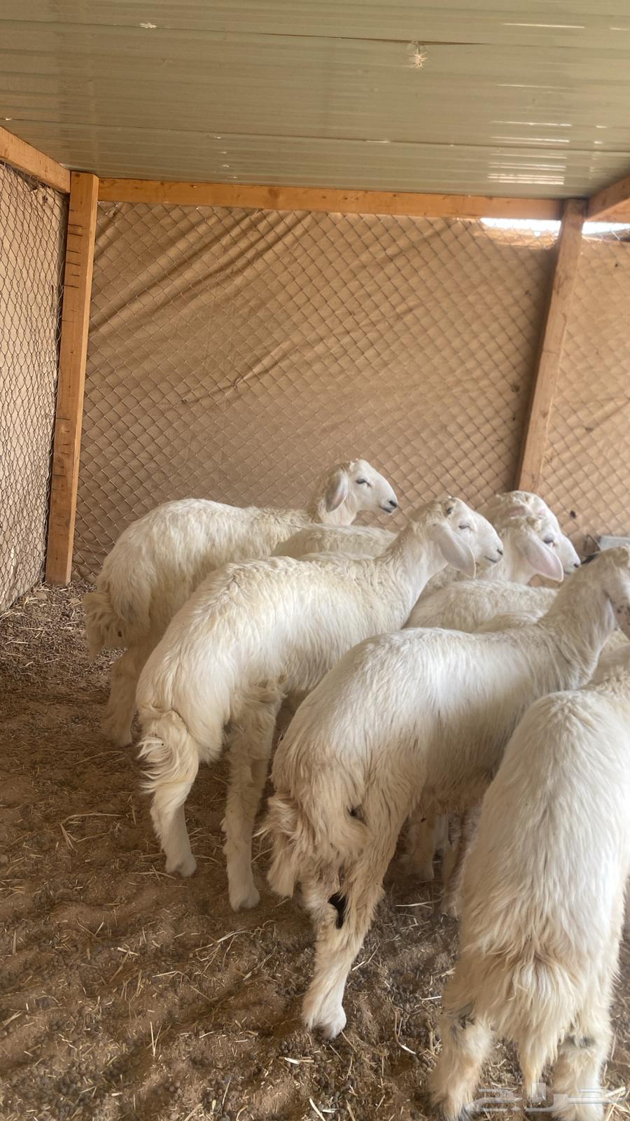 ذبايح حري بري64671061253635110