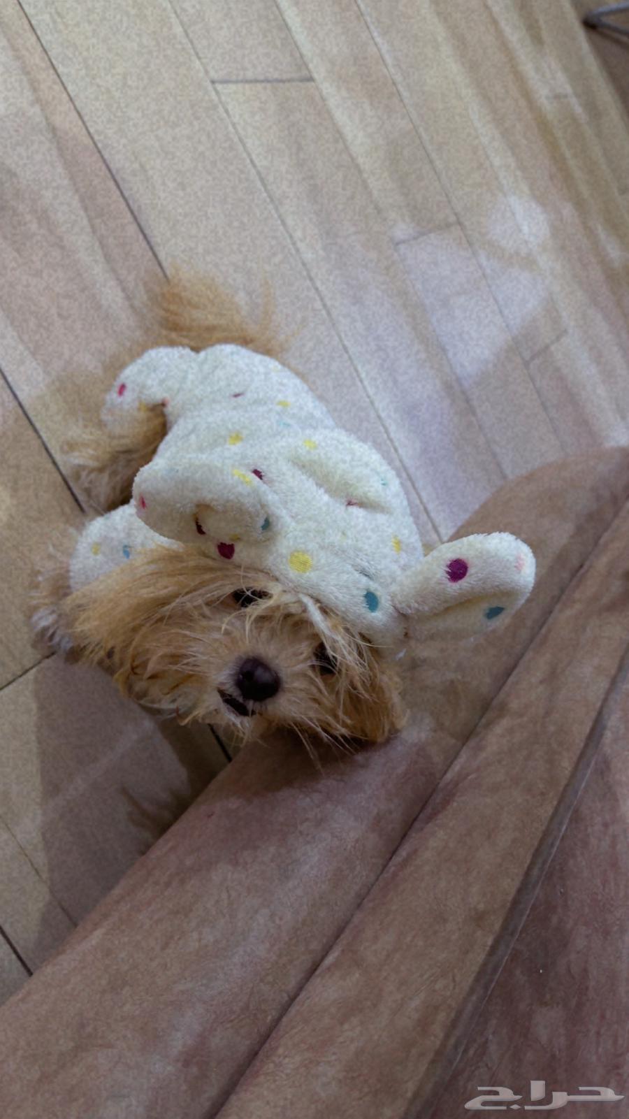 كلبه أليفه64425677267587110