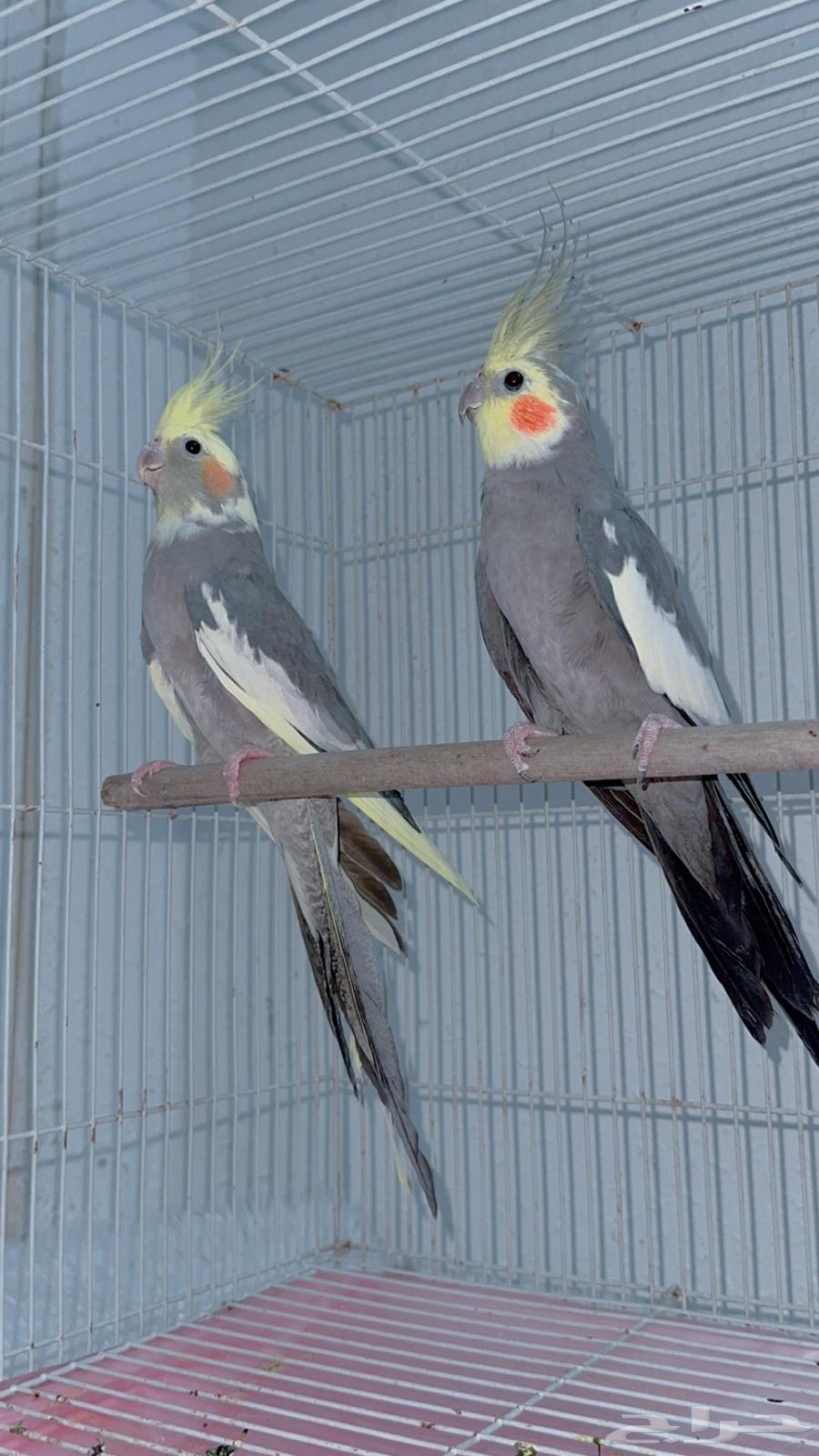 I present you with a pair of cranes: conditioned product, male speaker and singer, 'Tib Al-Tib'64669933495426110