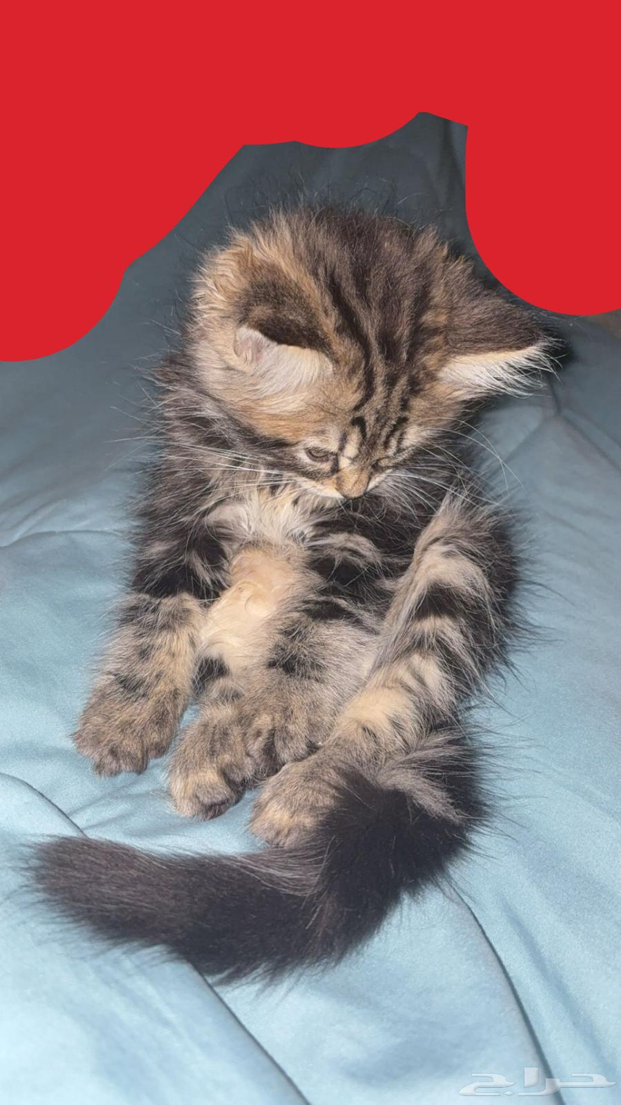 قط للبيع64675045938051113