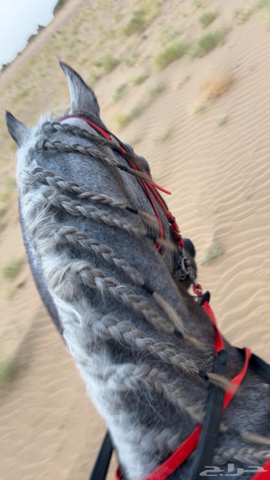 حصان شعبي64666684113411111