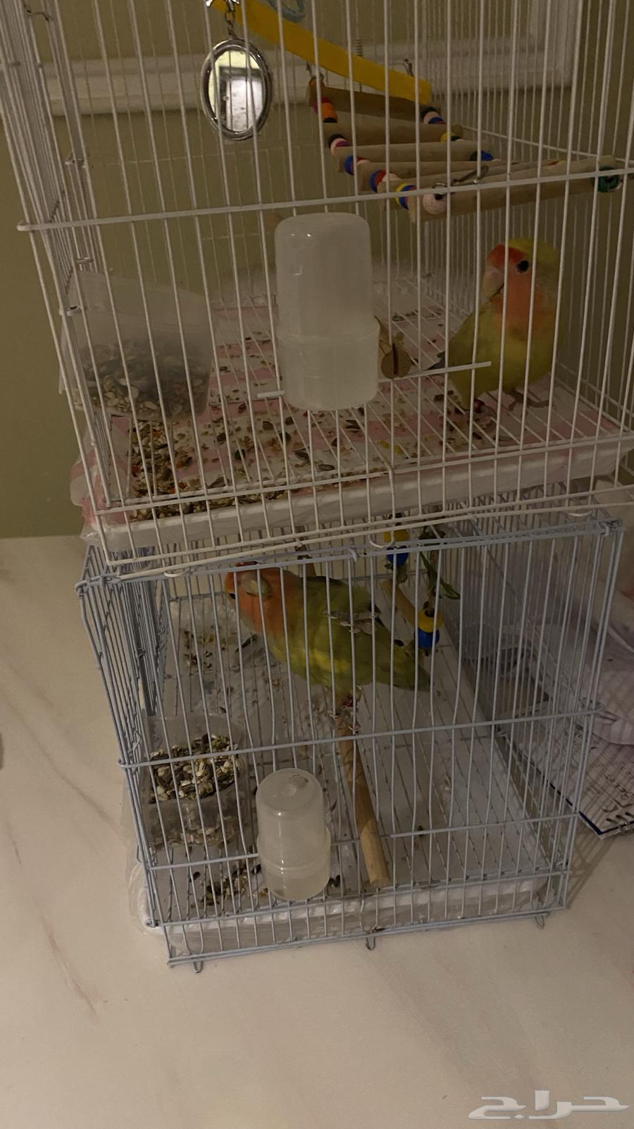 طيور روز اثنين اليفين واعماره 9 شهور مع القفص وكل شي64668940294787110