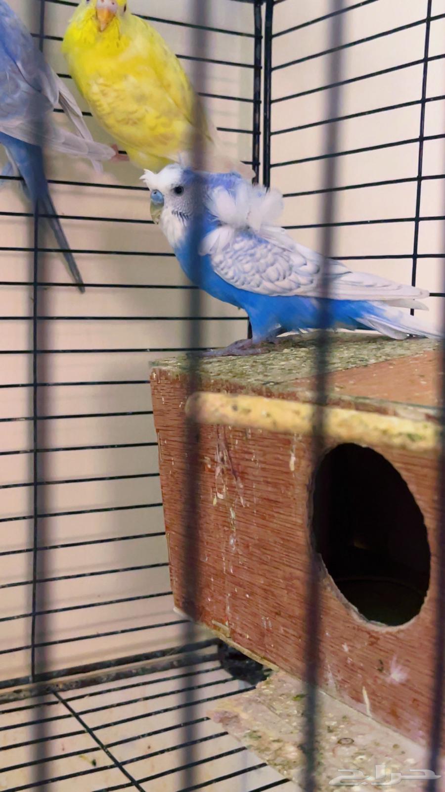 Hougo Romo64666444930946110