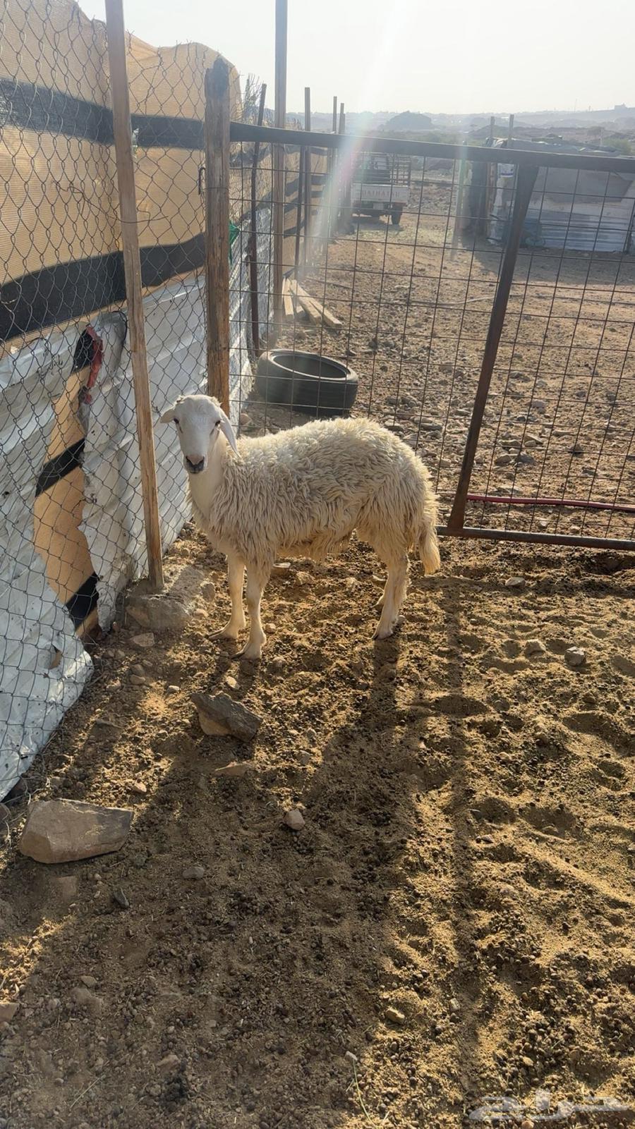 طلي حري للبيع64669038437249110