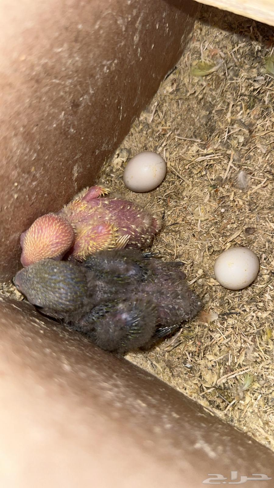 فروخ روز64671364970499111