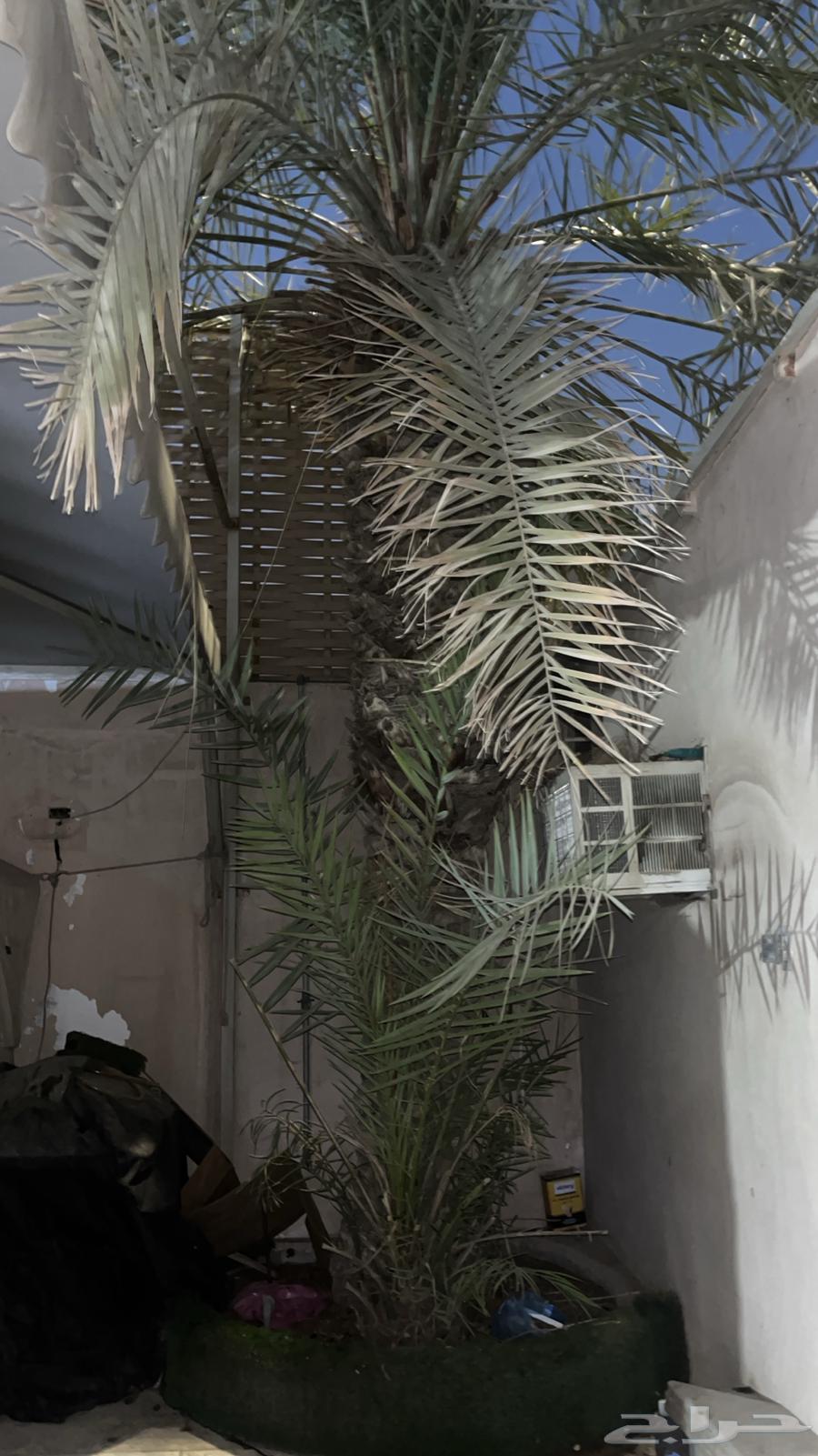 نخل إخلاص منتج64669257698689112