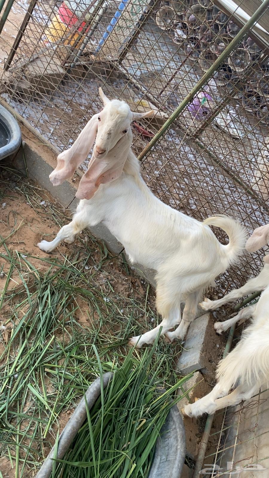 تيس و جفرة العمر من اربع الي خمس شهور للبيع64673709126786111