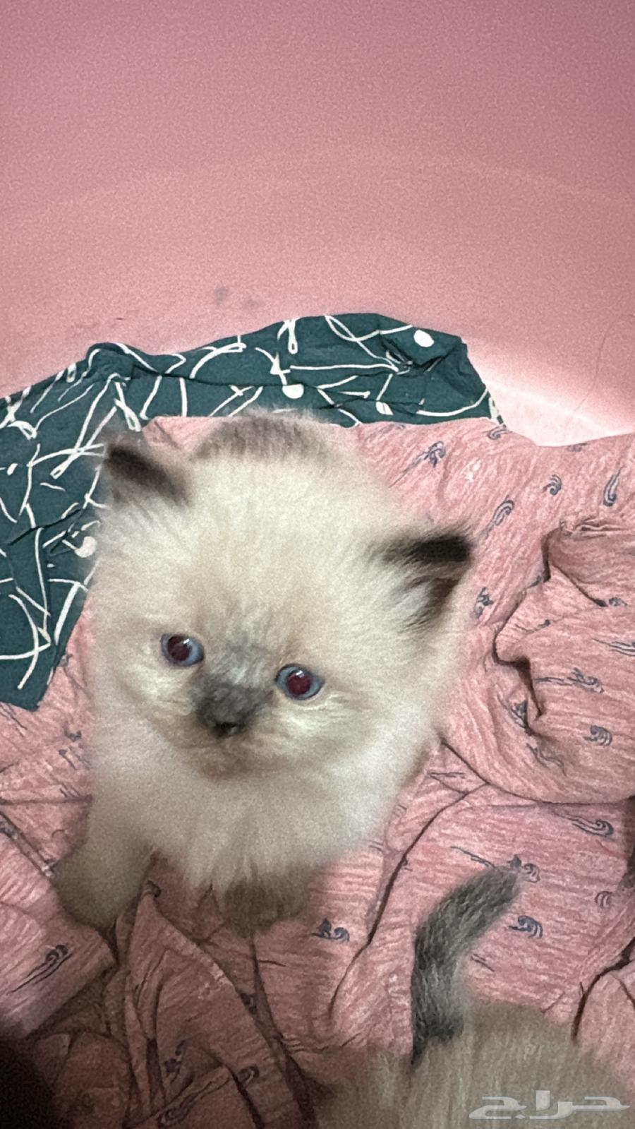 للبيع صغار قطط64671698086657114