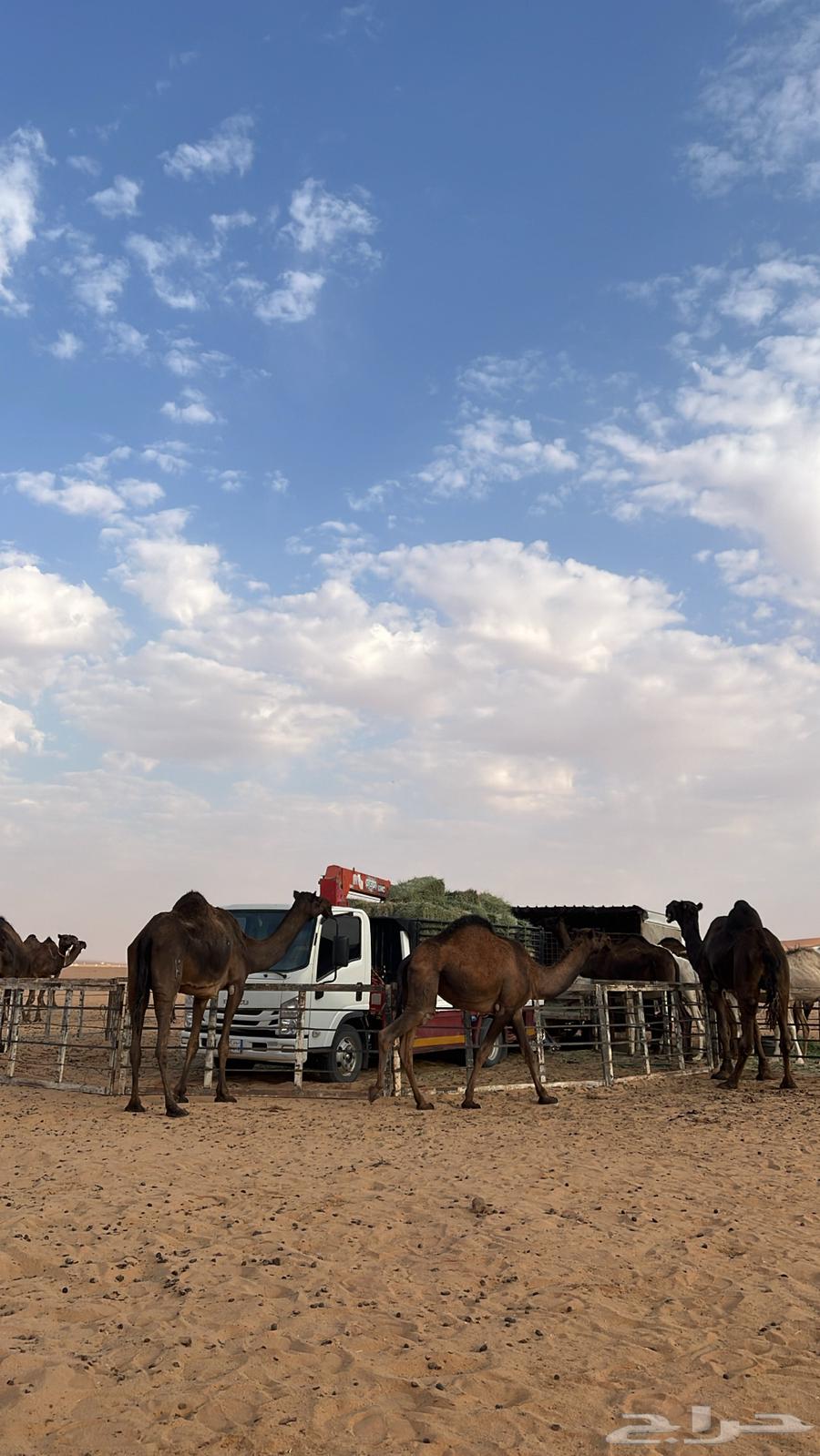 دينا ونش لنقل الابل64167437004033110