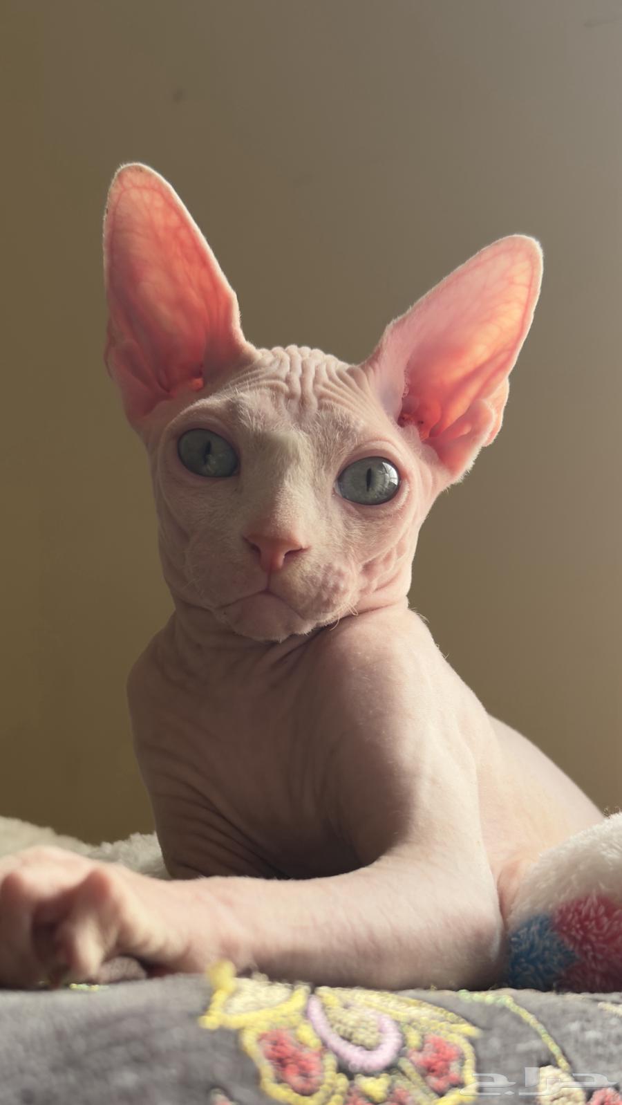 للبيع قط فرعوني ذكر العمر خمسه شهور64673671201795110