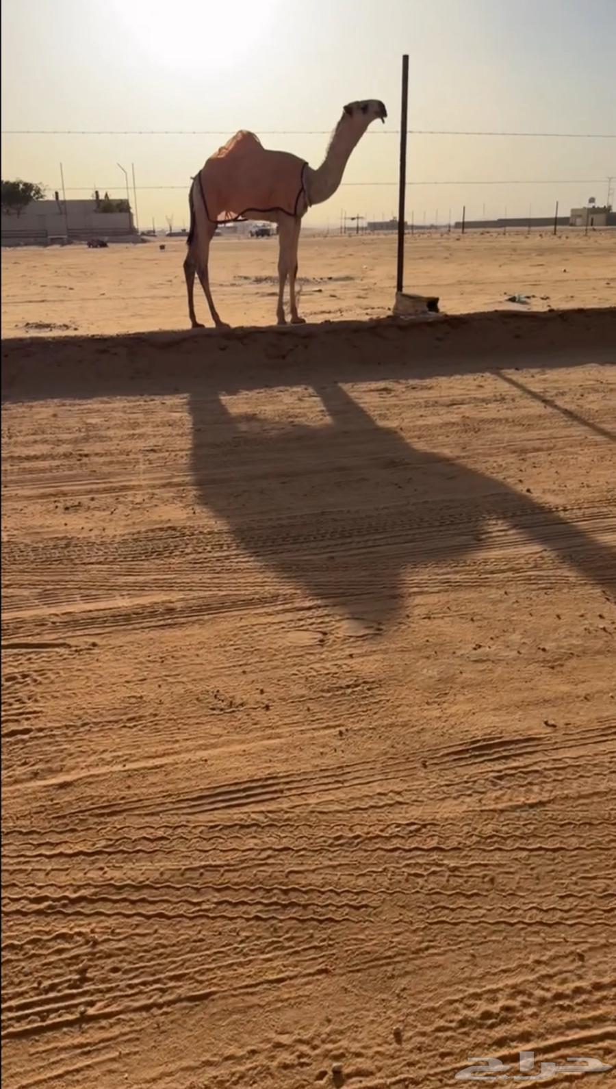 Individual Qa3ood64675881166721112