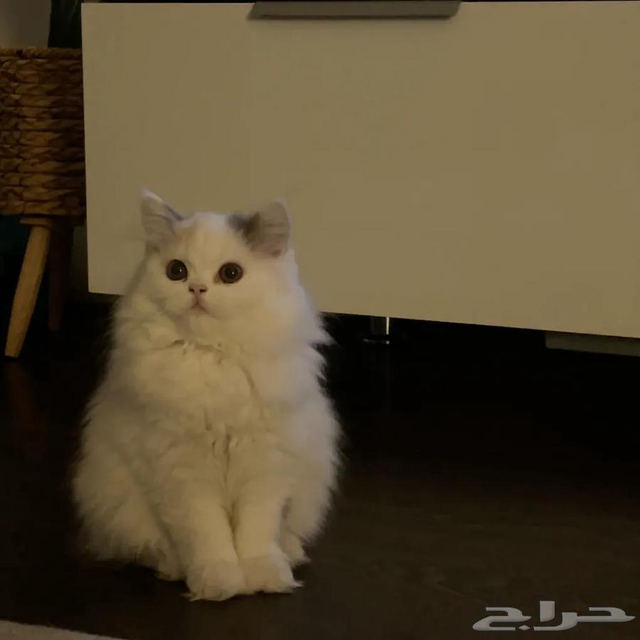 قطه انثى للبيع عمرها 7 اشهر64668217719811110