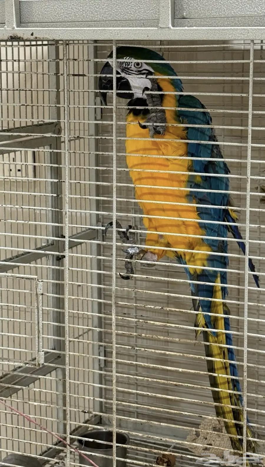 ببغاء مكاو64671610793218113