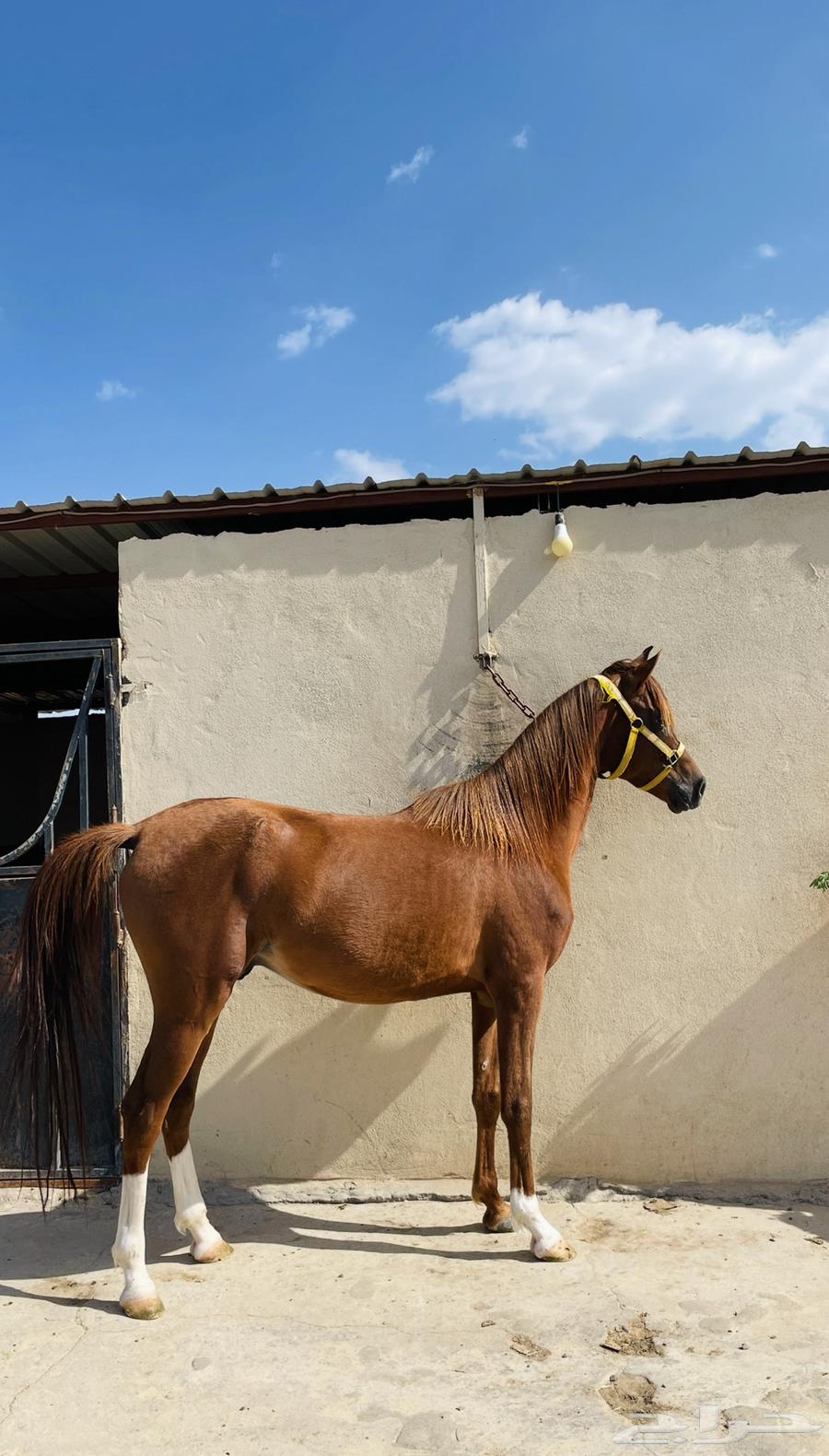 خيل للبيع64674670217345111