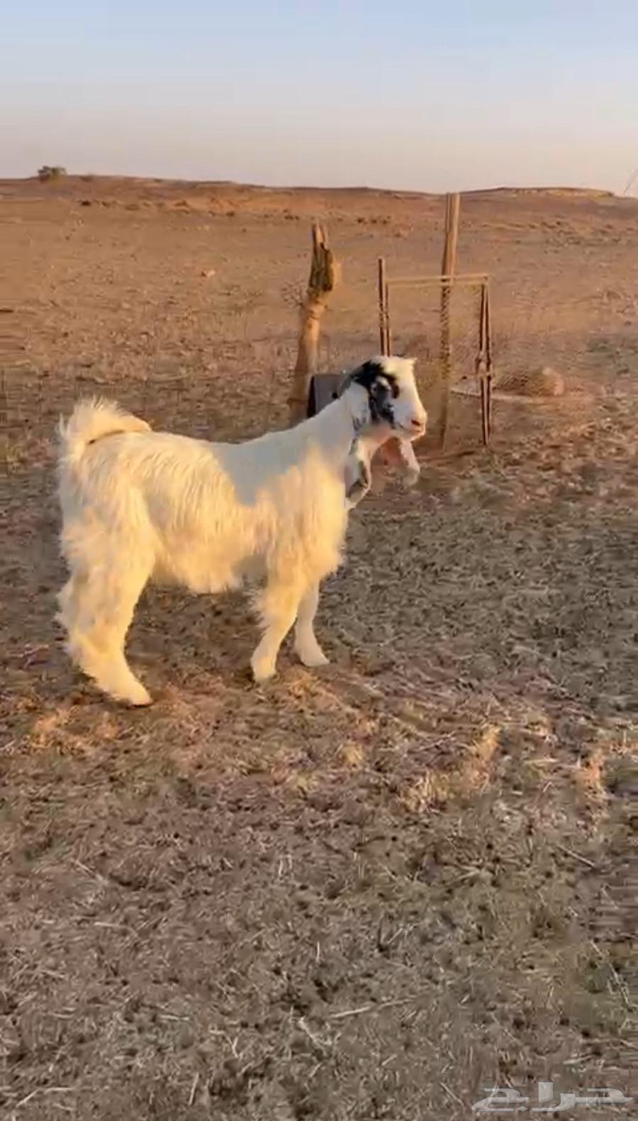 للبيع تيس مخصي64674581319939112