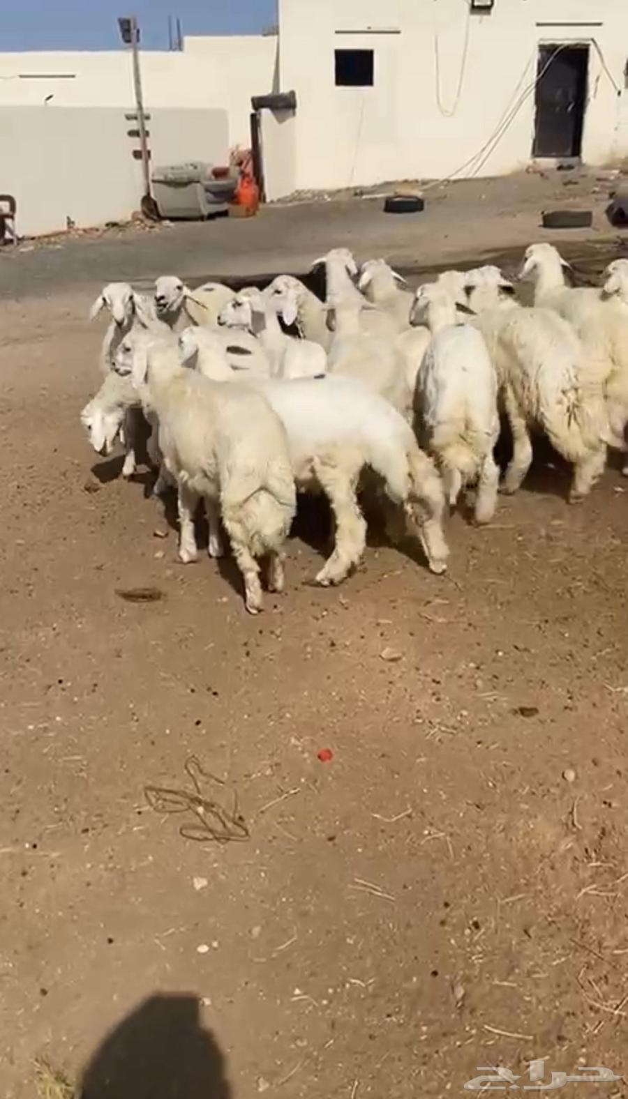 طليان حريه تم البيع64668443794050112