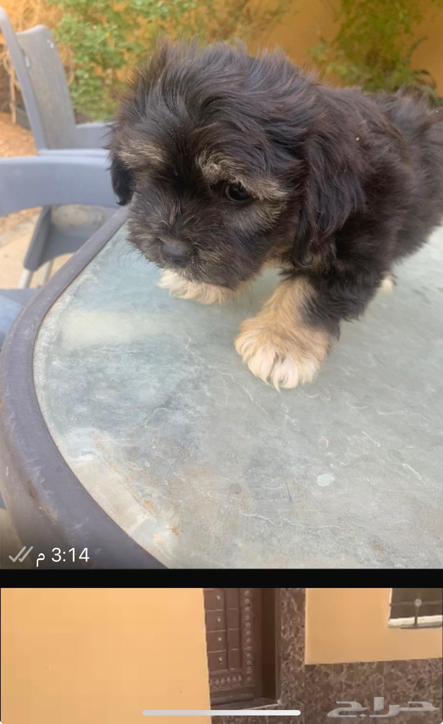 للبيع كتن شيتزو بسعر لايوجد في السوق64672358374529111