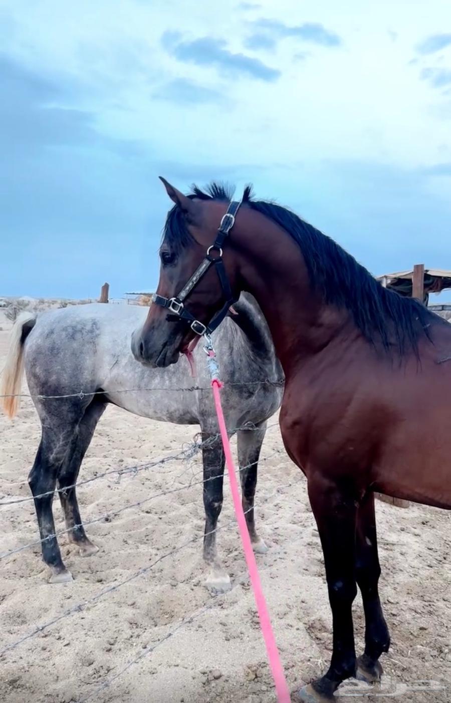 حصان شعبي64666747355138113