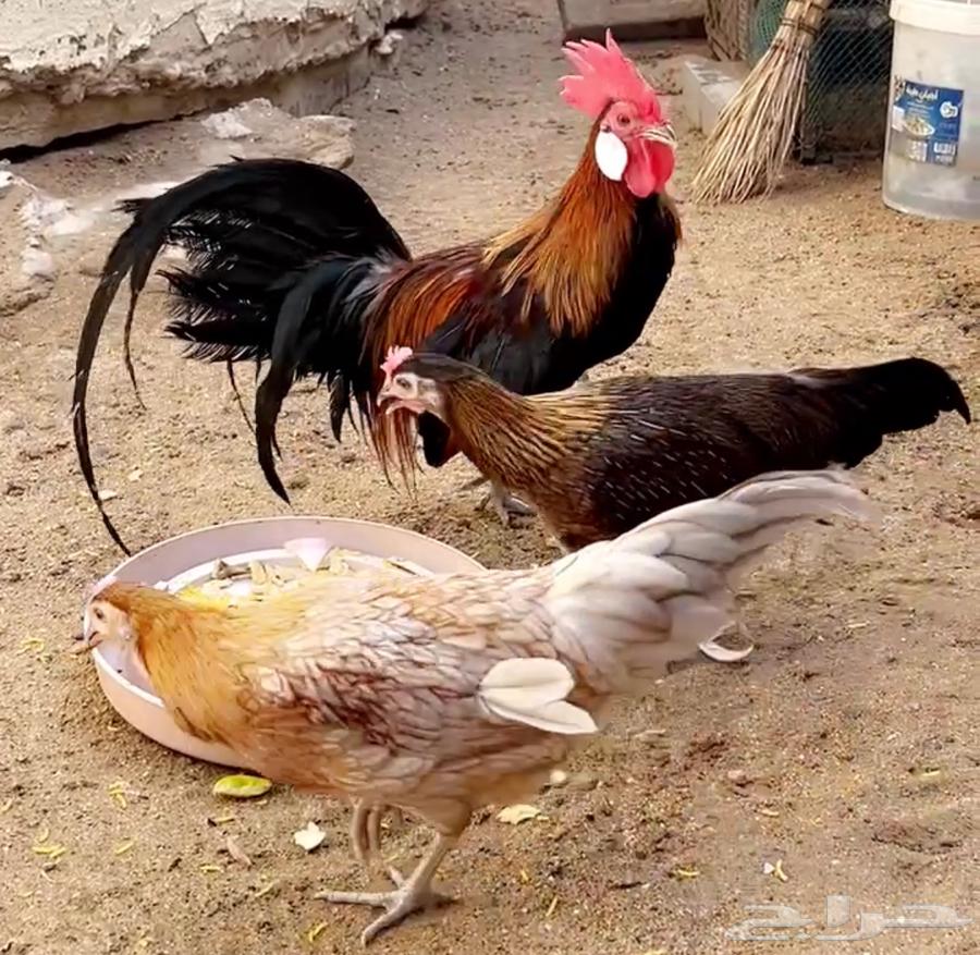 Phoenix Chicken Set Product64668878012291111