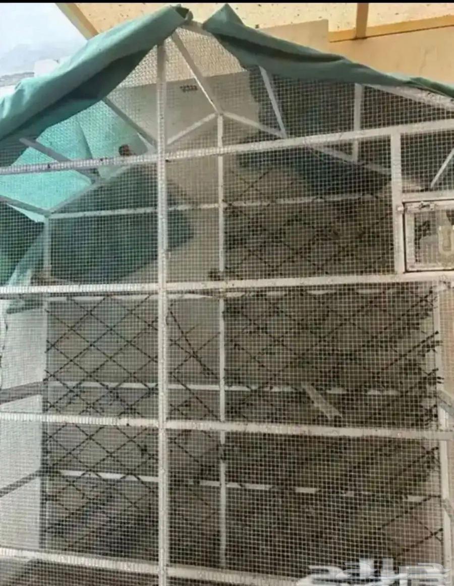 زبرا للبيع64668543124866110