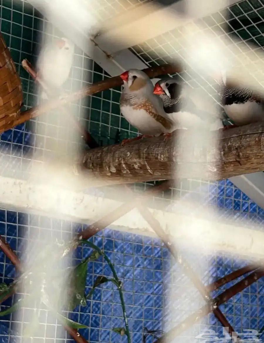 زبرا للبيع64668543124866113