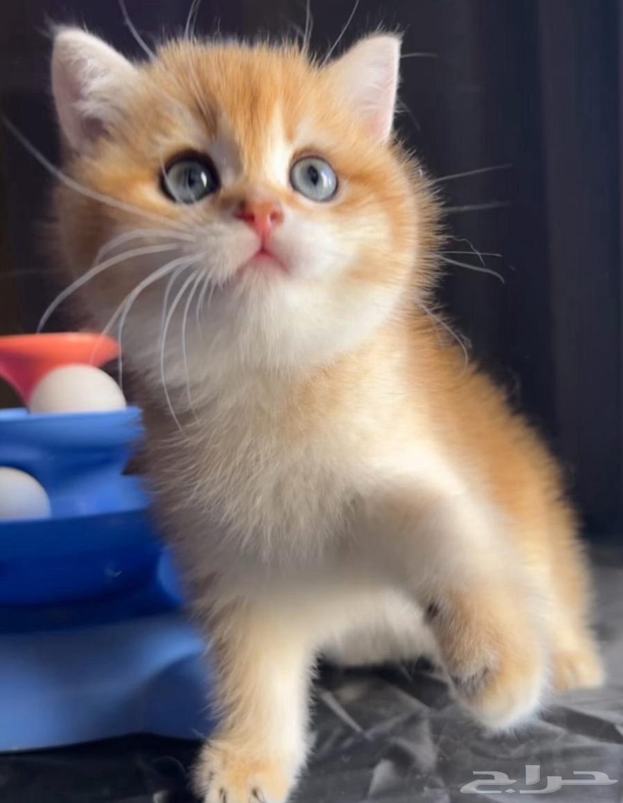 سكوتش تريبل فولد للبيع مستويات ابطال64669200370817110