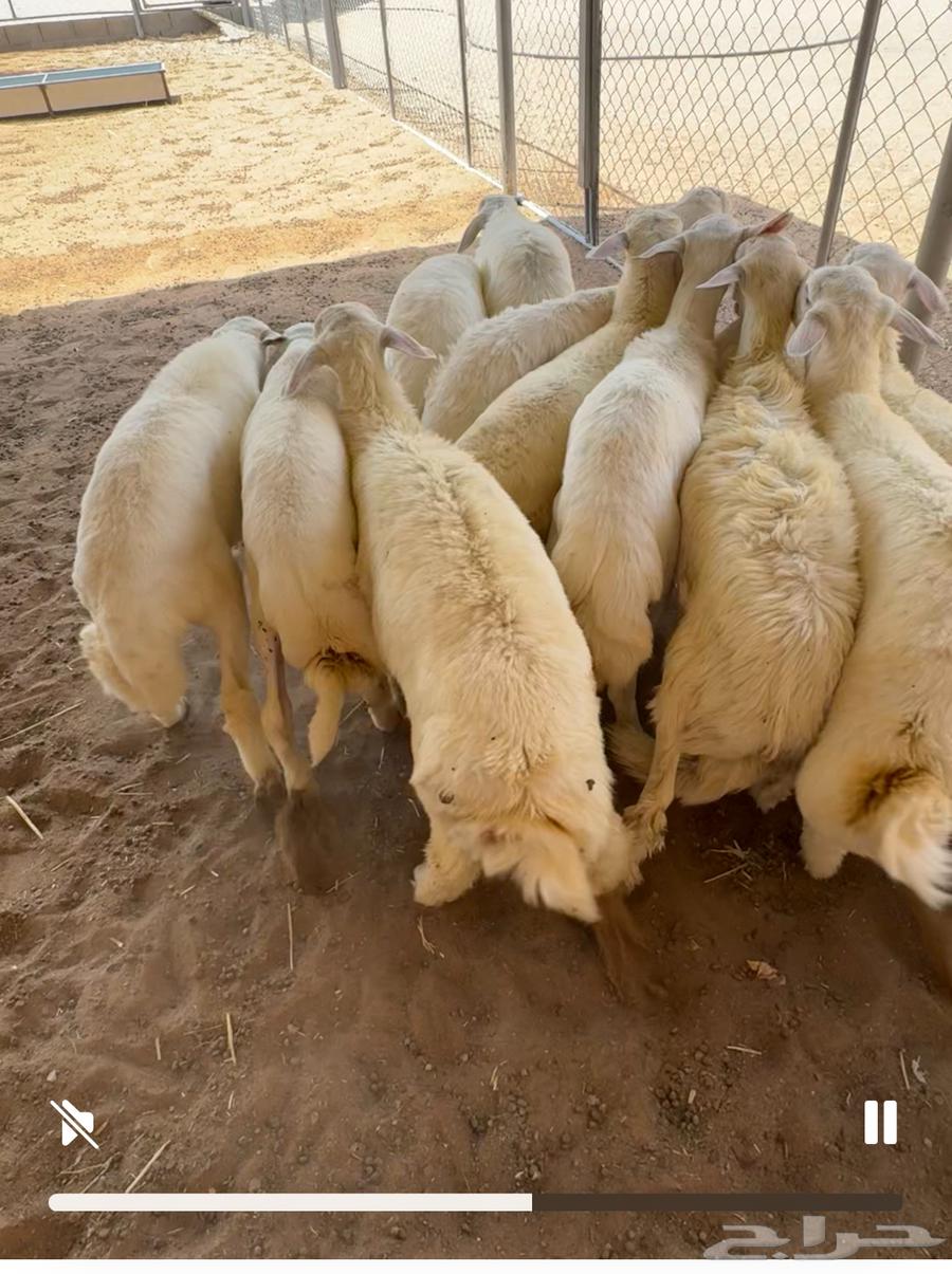 يوجد لدينا حري فاخر64669175074306110