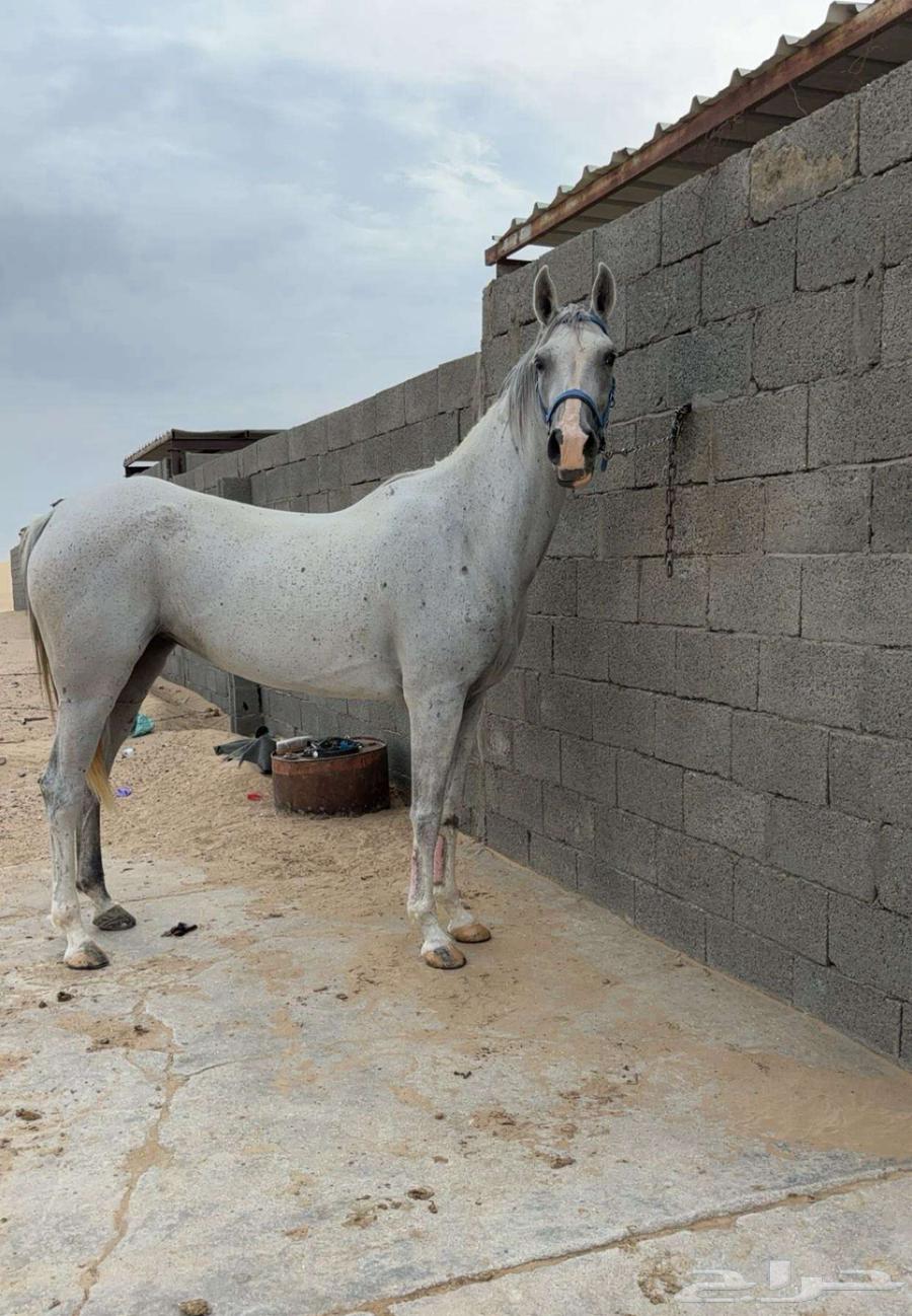 بيع فرس شعبيه64671175301249110