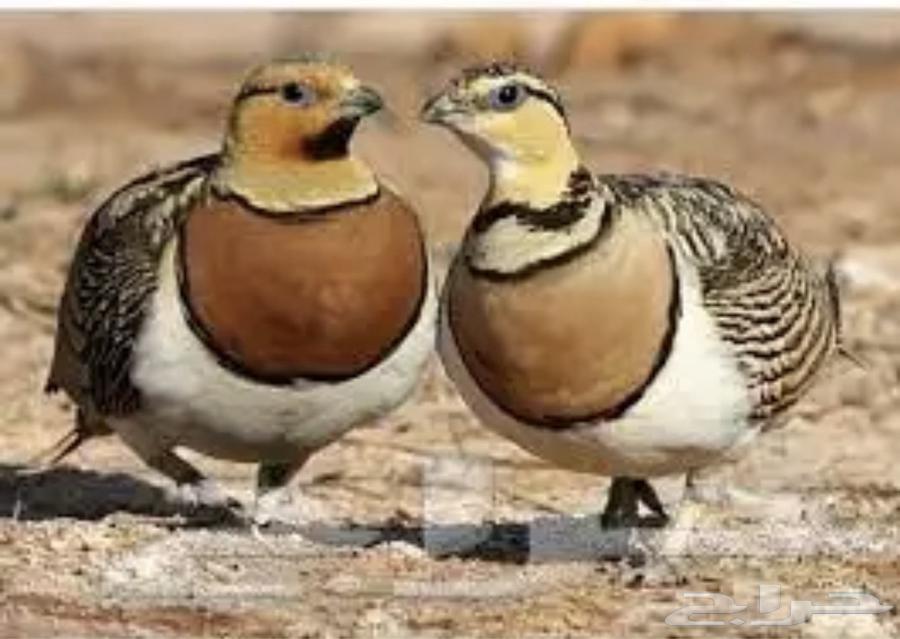 قطا ( النعاق العراقي )64674974176897110