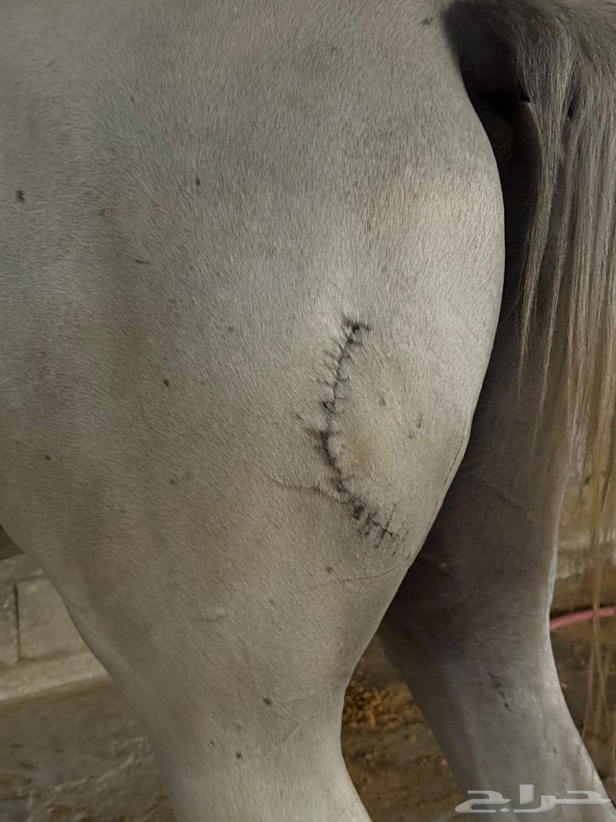 فحل شعبي64671640527617110