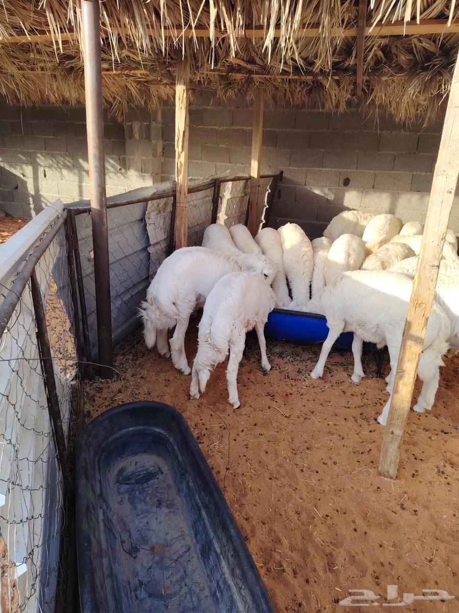 حريات للبيع64667994899713114