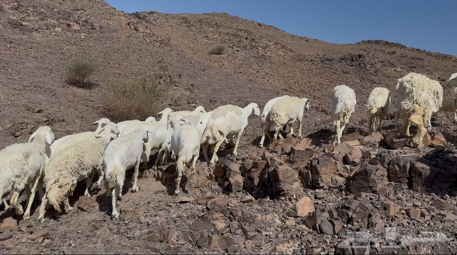 ضاان حريات دفييع64668902994435111