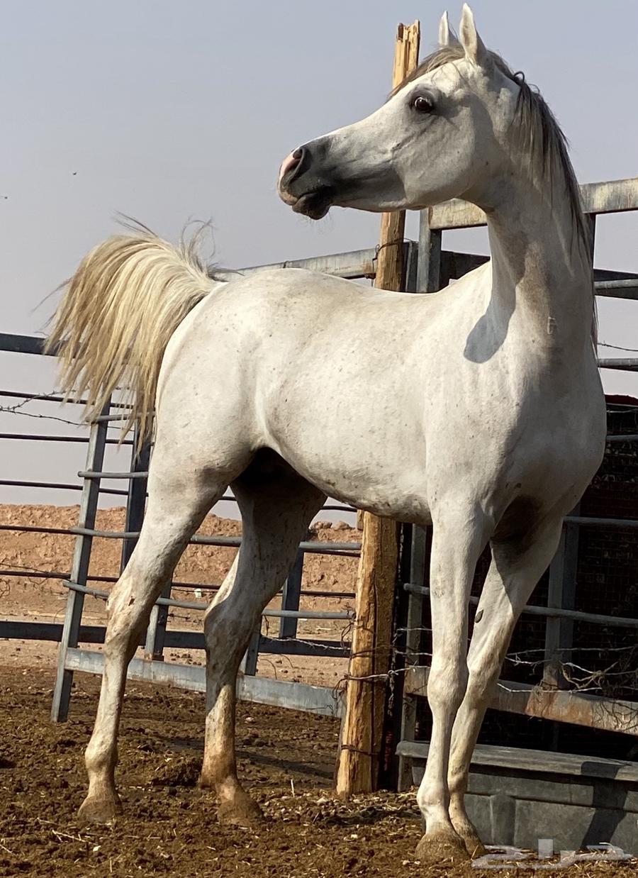 حصان واهو64673266133251110