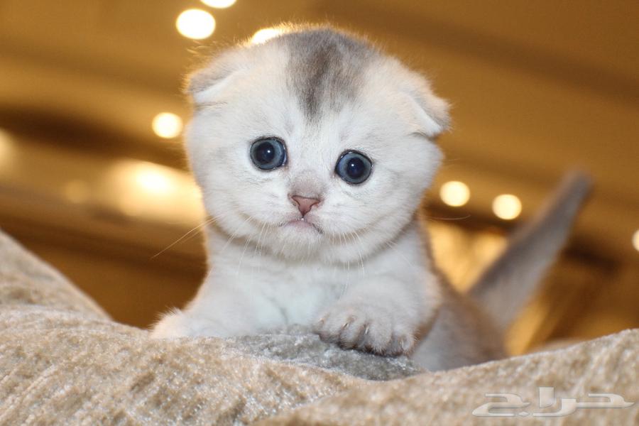 قطط سكوتش للبيع64676033217409113