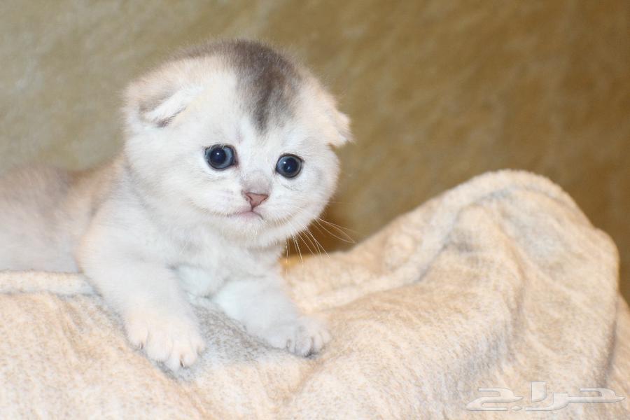 قطط سكوتش للبيع64676033217409112