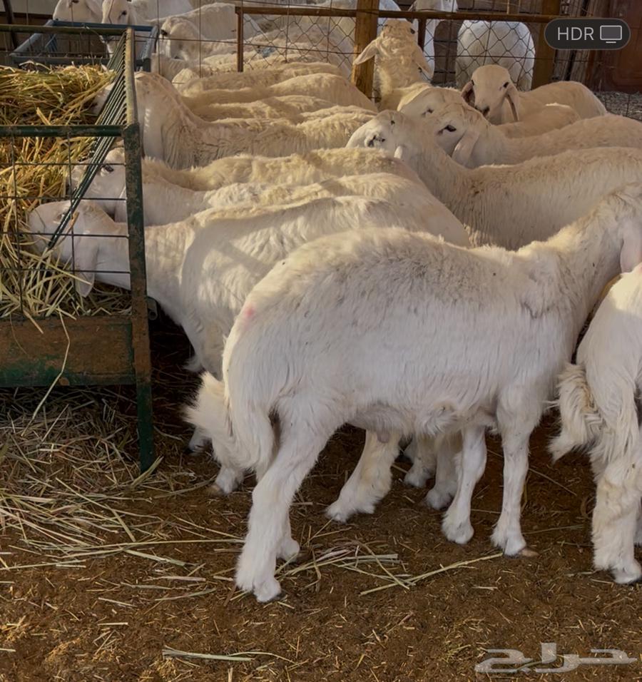 ذبايح حري ثلاجة و مناسبات64673480727041113