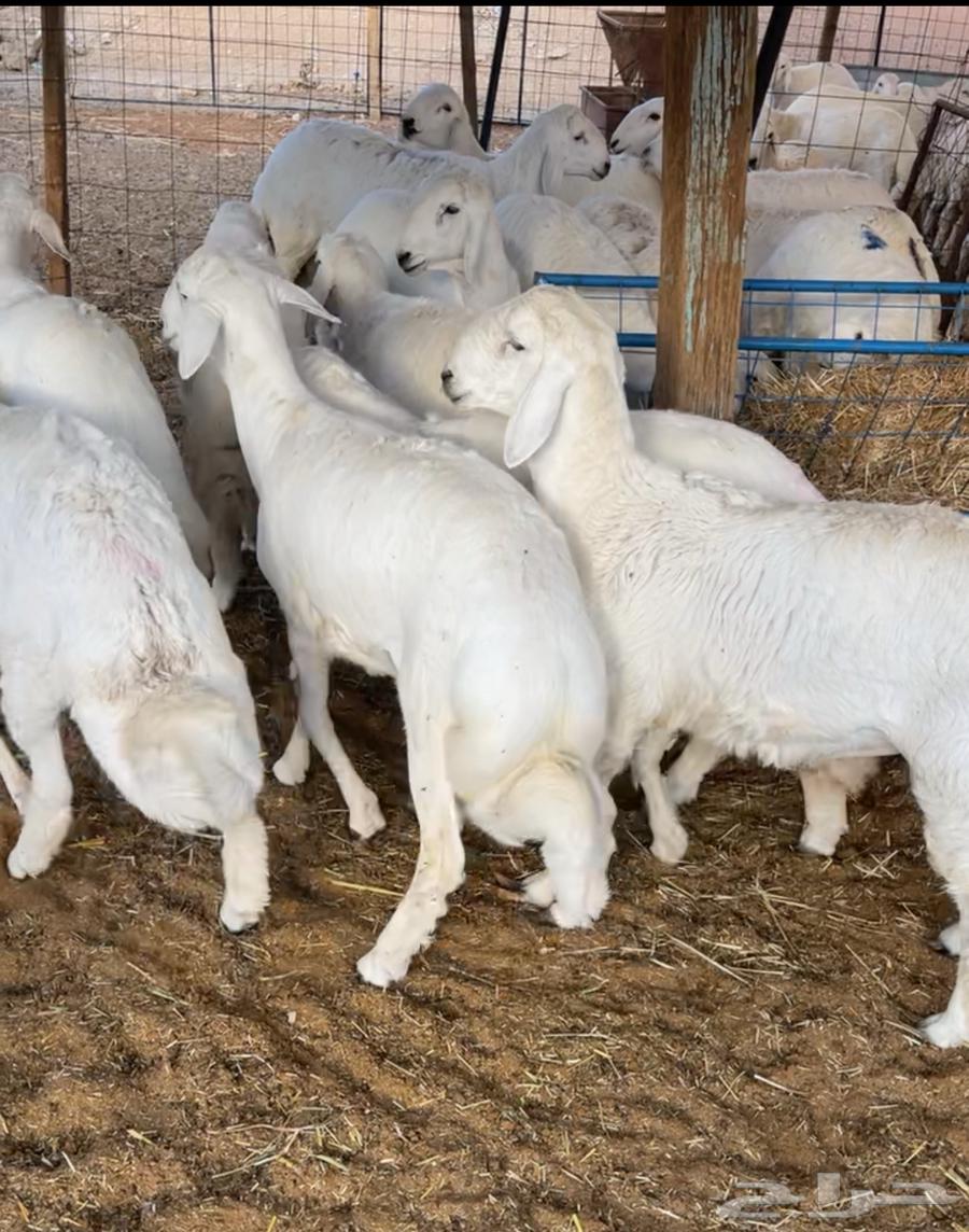 ذبايح حري ثلاجة و مناسبات64673480727041111