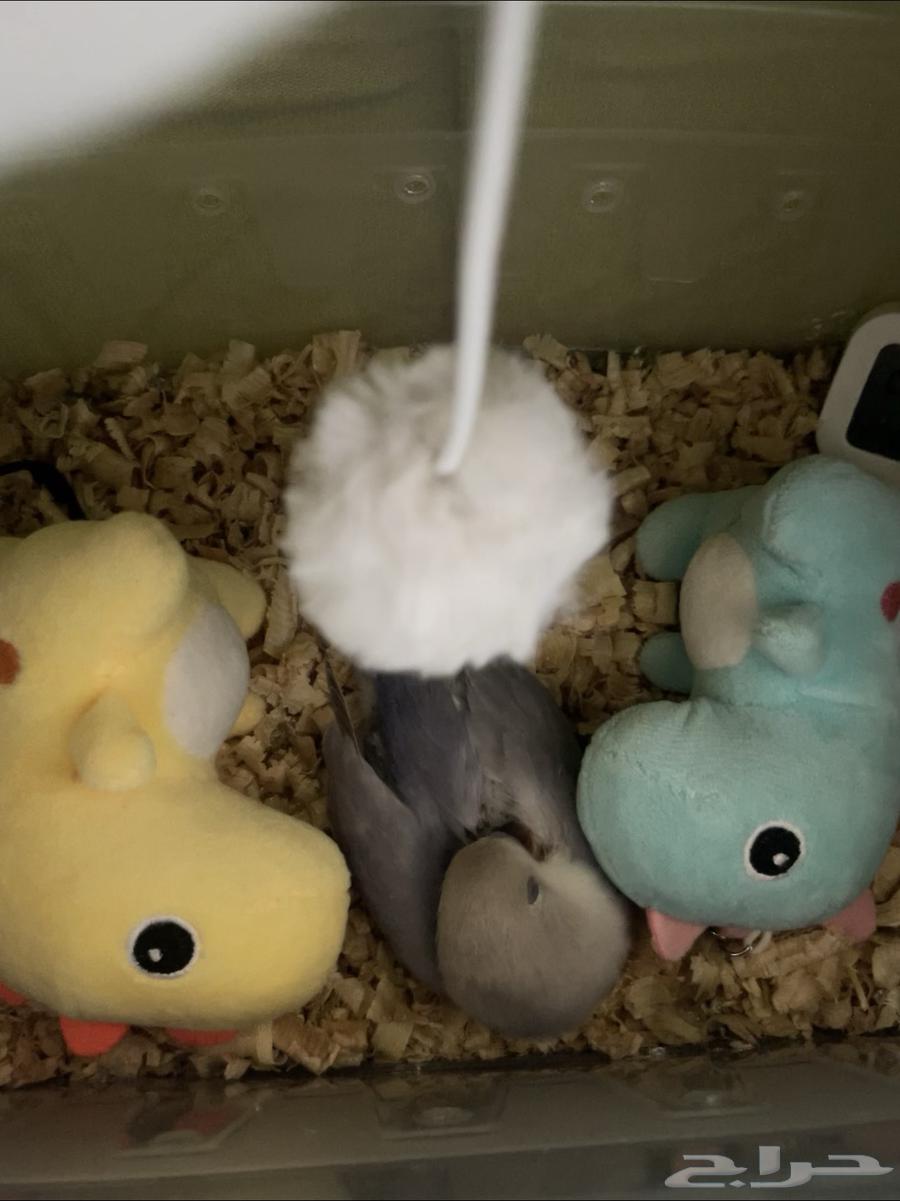 روز كتكوت ..64676186451202110