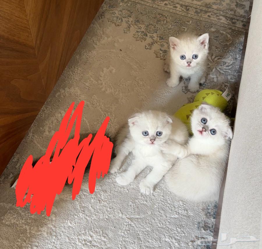 قطط للبيع64666470440706112