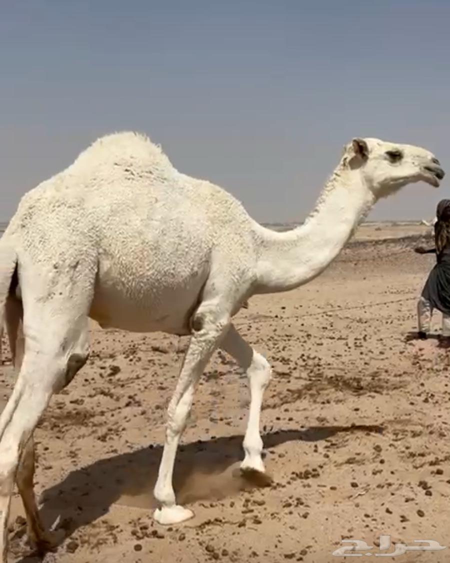 قعدان للبيع64670108109825110