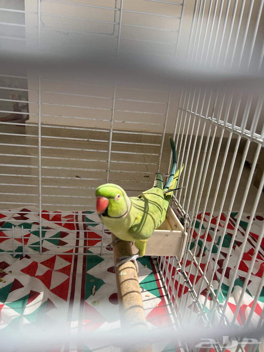 ببغاء درة هندي متكلم64669883480707111