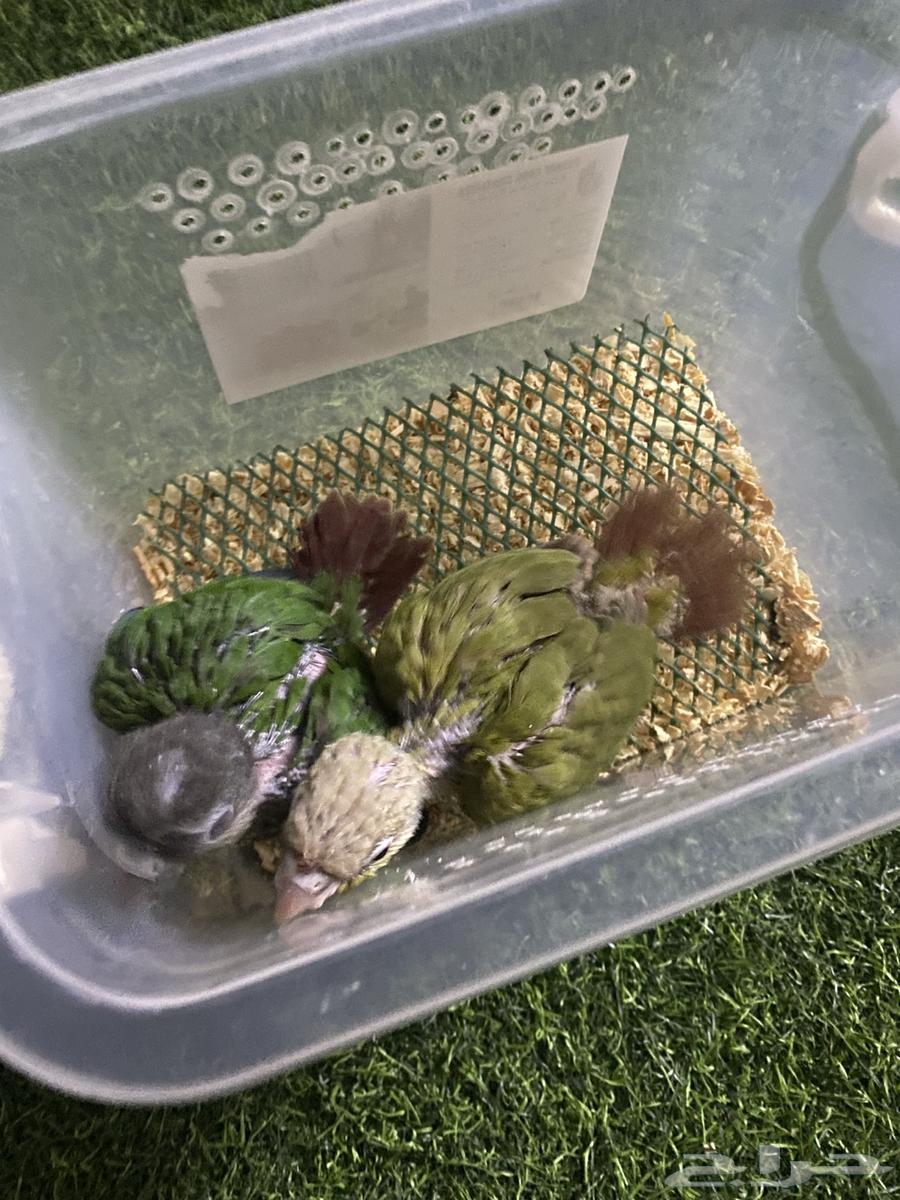 فرخين كنيور64666872513538110