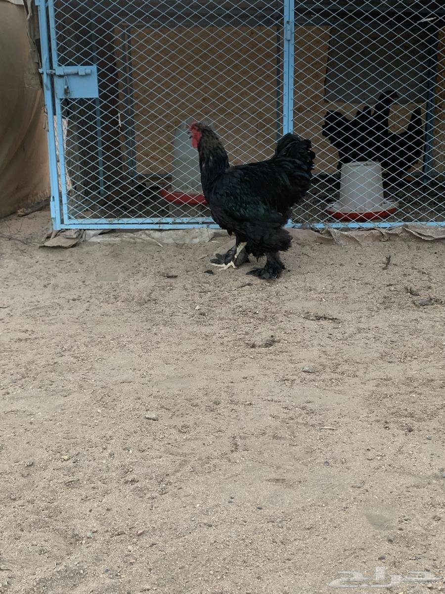 براهما الماني فاخر64670723473667110